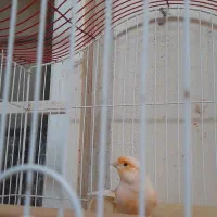 فروش قناری سرامیکی