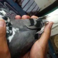 ماده ابلغ دمسفید