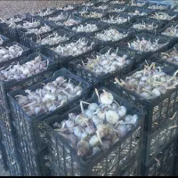 سیر خشک