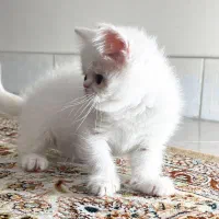 بچه گربه بریتیش دختر