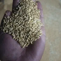 گندم بذری باران