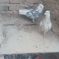 کبوتر