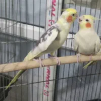 عروس هلندی جفت