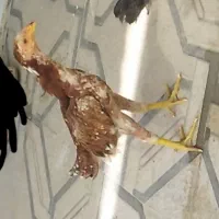 جوجه لاری