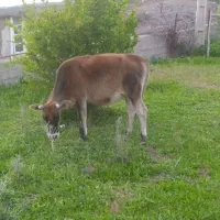 فروش گوساله