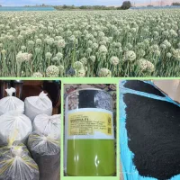فروش بذر پیاز مینروا(دستگیری) از قوطی اصلی