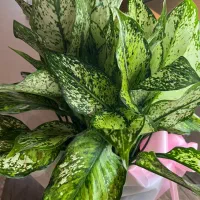 گیاه اگلونما اپارتمانی چندبوته ای برفی