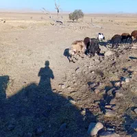 قوچ پلنگی