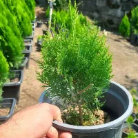 کامیس نوکدار اصل نژاد خوب و۵۰گلدان۷ کامیس فشرده