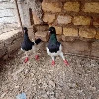 گلی دم سفید و یهودی