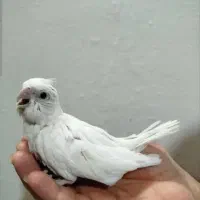 5عدد جوجه عروس هلندی سرلاکی 25روزه