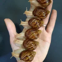 آموزش پرورش حلزون و حلزون تراپی و ...