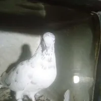 کبوتر|پرنده|دهگلان, |دیوار