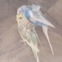 جفت مرل عشق پروانه ای