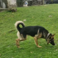 سگ ژرمن