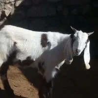 بز اسراعیلی