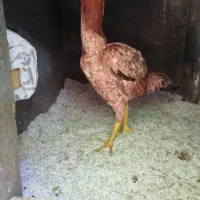 2تا مرغ لاری