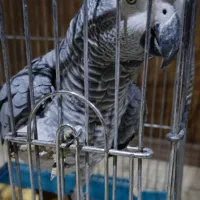 کاسکو