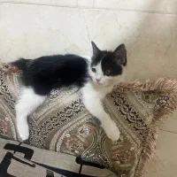 بچه گربه گم شده