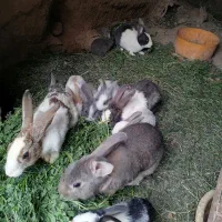 خرگوش|موش و خرگوش|خواف, |دیوار