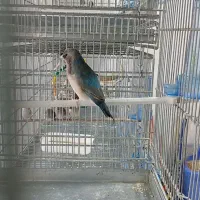 فنچ گلدین جوجه و تازه کار