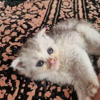 گربه ی اسکاتیش بریتیش فولد