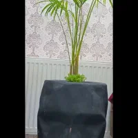 گل اریکا نخل شاداب گلدان رخ خوش دکور
