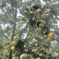سیب پادرختی خریدارم