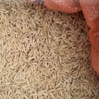 فروش جو هاشمی...به قیمت مناسب