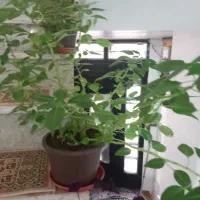 گل فروشی