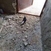 سیاه دم‌سفید نر