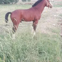 کره اسب