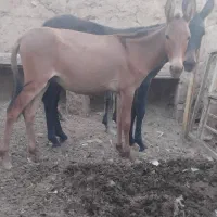 قاطر|حیوانات مزرعه|بن, |دیوار