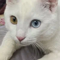 گربه نر فقط برای جفتگیری