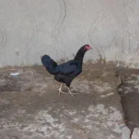 مرغ لاری