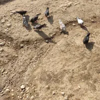 کبوتر قاره