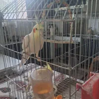 یک جفت عروس هلندی