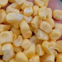 ذرت مکزیکی مخصوص تولید ترشی و ذرت مکزیکی