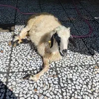 فروش گوسفنده زنده فردیس اهری بنفشه وحدت منظریه