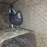 مایه سیاپلنگ راور