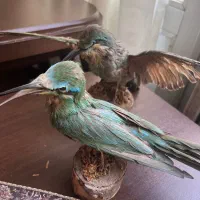 پرنده تزئینی