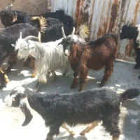 ۱۰تاکهره سبک وزن برای پروار کردن دونه ای۹۷۰۰مقطو