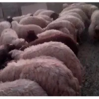 بره نر