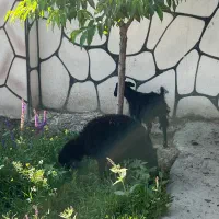 یک عدد بره و یک عدد بز