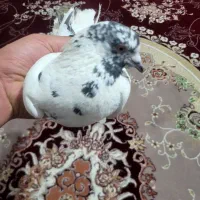 کبوتر غریب