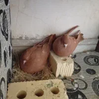 کبوتر