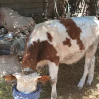 گاو ماده  المانی به فروش میرسد