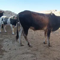 جفت گوساله نر چاق بفروش میرسد