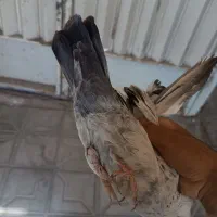 ساعت|ساعت|فسا, |دیوار