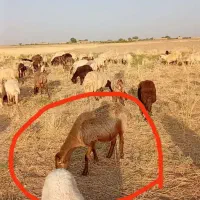 میش چینی